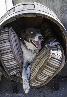 Upper Bench Winery Dog Emma photo by Steve Anthony